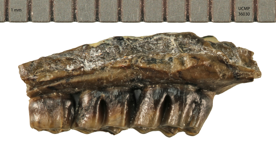 Imagem de <i>Pliotomodon primitivus</i>