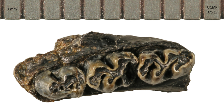 Image of <i>Pliotomodon primitivus</i>