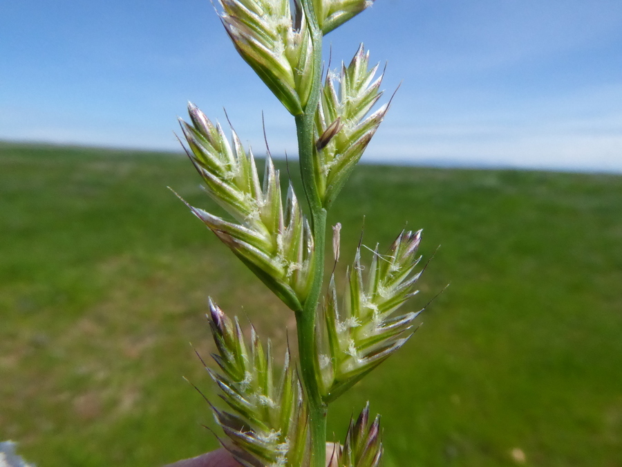 Image of <i>Festuca perennis</i>