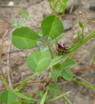 Image of Trifolium variegatum var. variegatum