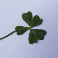 Image of Trifolium variegatum var. variegatum