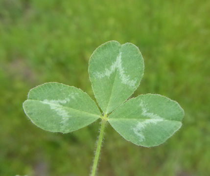 Image of smallhead clover