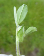 Imagem de Trifolium microcephalum Pursh