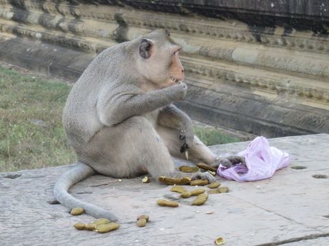 Image de Macaque crabier