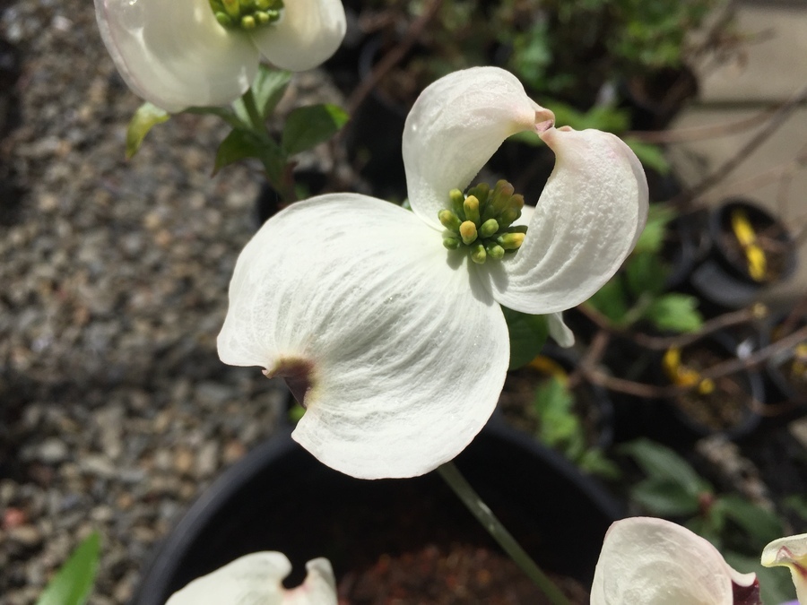 Image of flowering dogwood