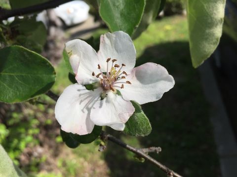 Image of quince