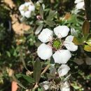 Image of Leptospermum nitidum Hook. fil.