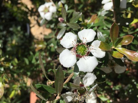 Sivun Leptospermum nitidum Hook. fil. kuva