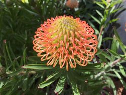 Image of leucospermum