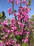 Image of eastern redbud