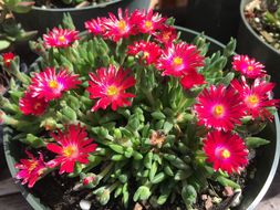 Image of delosperma