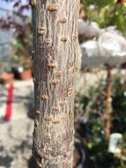 Слика од Prunus serrulata Lindl.