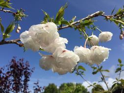 Слика од Prunus serrulata Lindl.