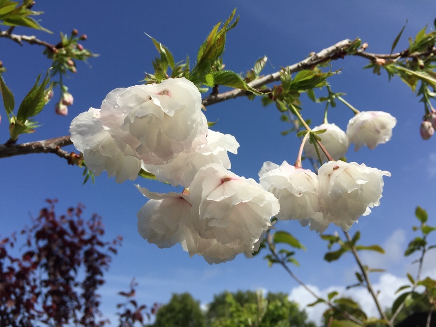 Слика од Prunus serrulata Lindl.