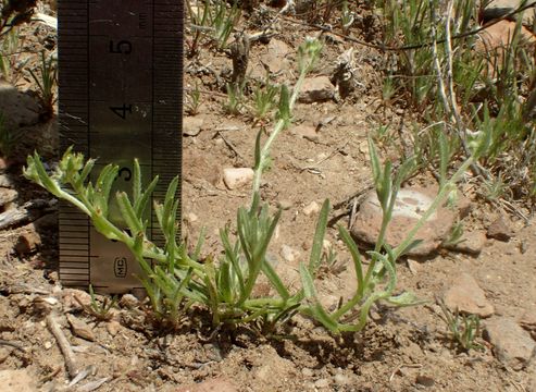 Harpagonella palmeri A. Gray resmi