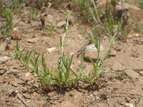 Image of Palmer's grapplinghook