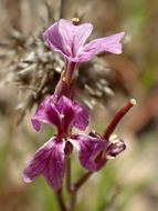 Image of Hammitt's claycress