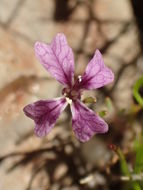 صورة Sibaropsis hammittii S. Boyd & T. S. Ross