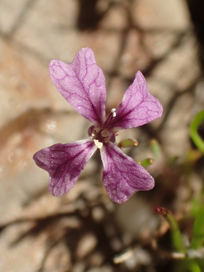 Image of Hammitt's claycress