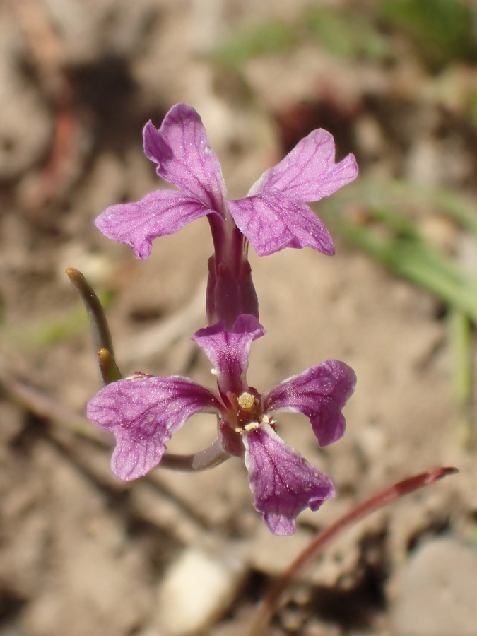 Image of Hammitt's claycress