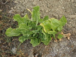 Image of common beet