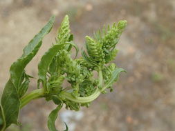 Image of common beet