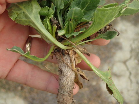 Image of common beet