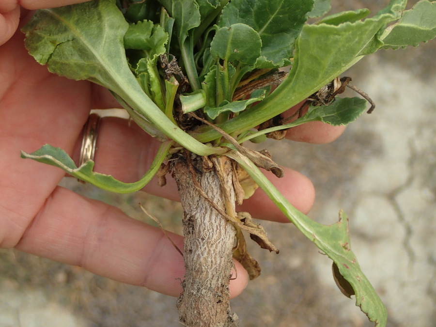 Image of common beet