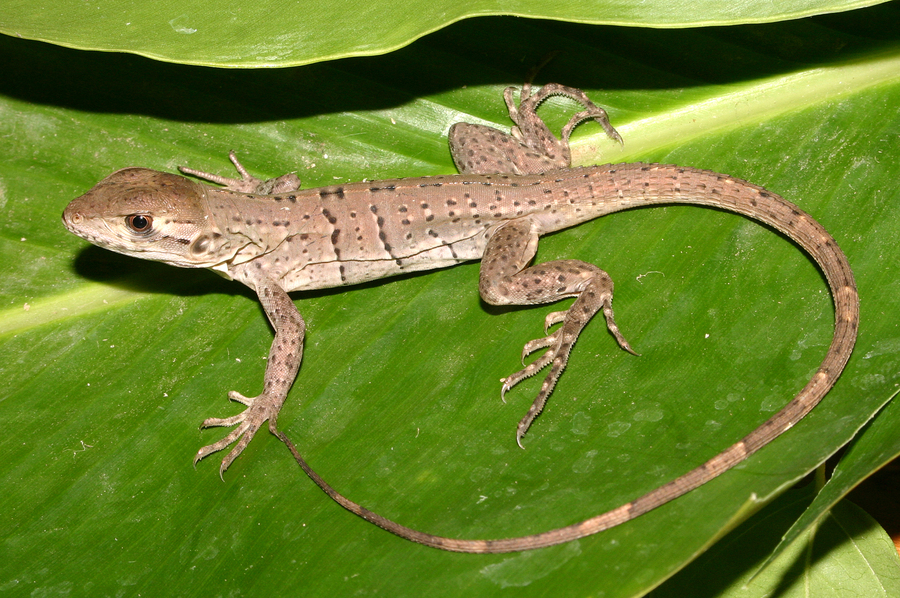 Image of Black Iguana