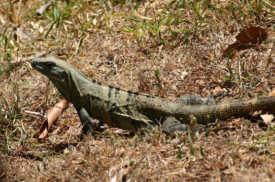 Image of Black Iguana