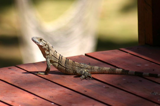 Image of Black Iguana