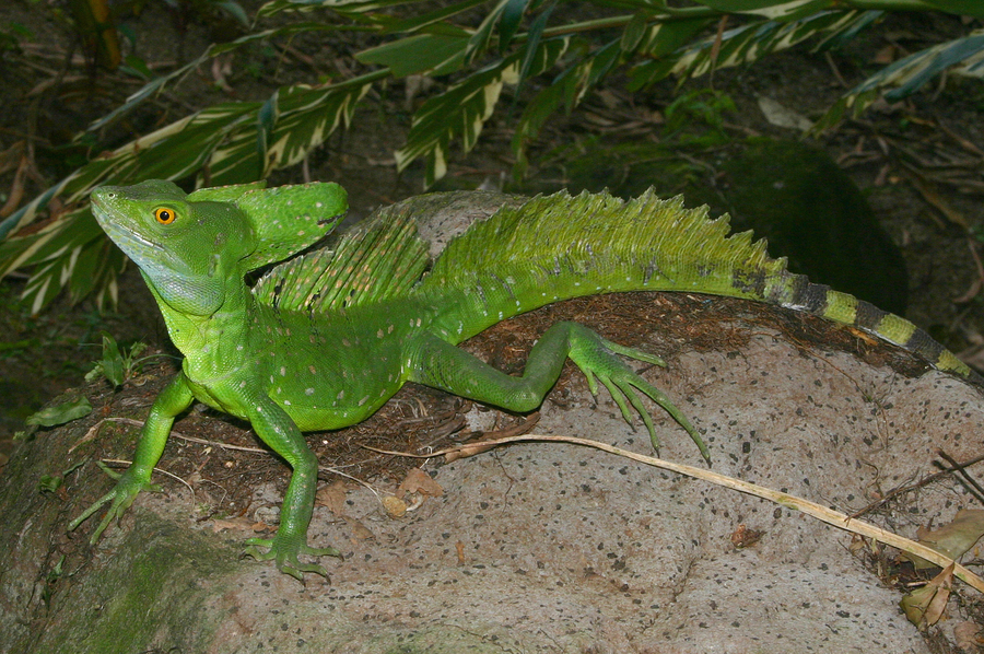 Image of Green Basilisk