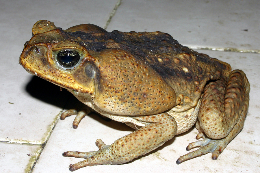 Image of Giant toad