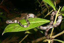 Image of Cloudy Snail-eating Snake