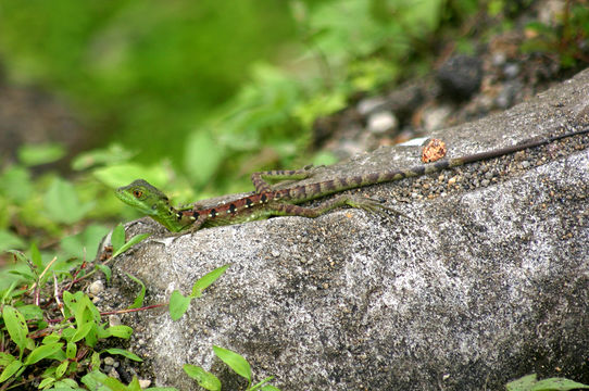 Image of Green Basilisk