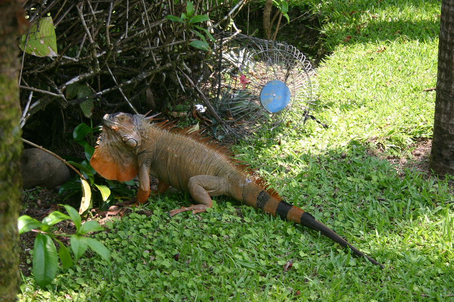 Image of Green iguana