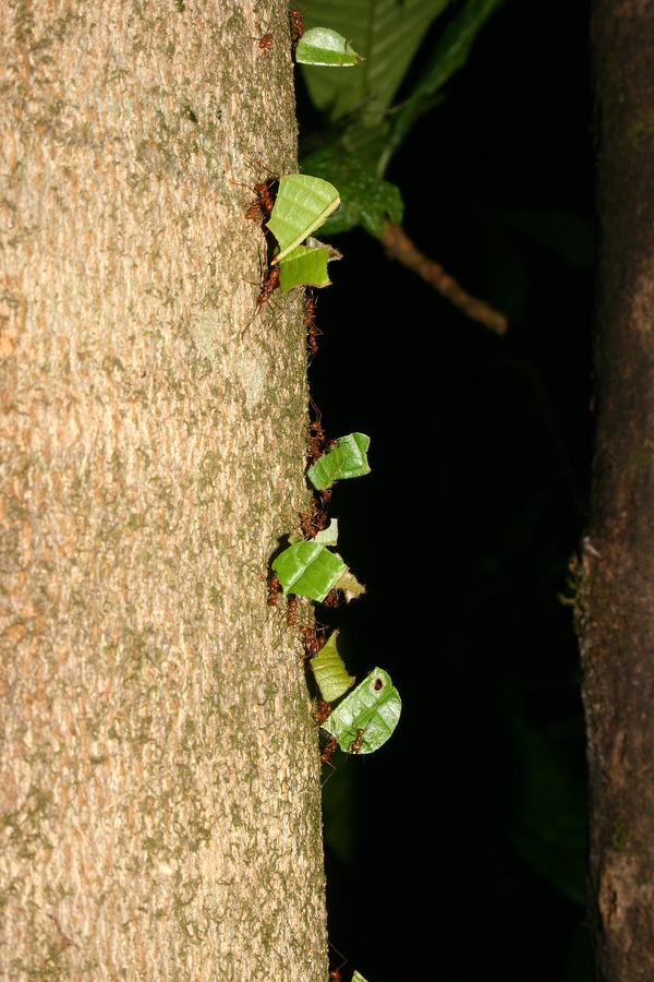 Image of leaf-cutter ants