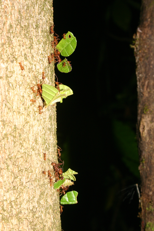 Image of leaf-cutter ants