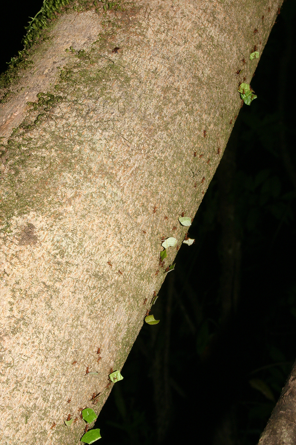 Image of leaf-cutter ants