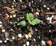 Image of Mexican giant hyssop