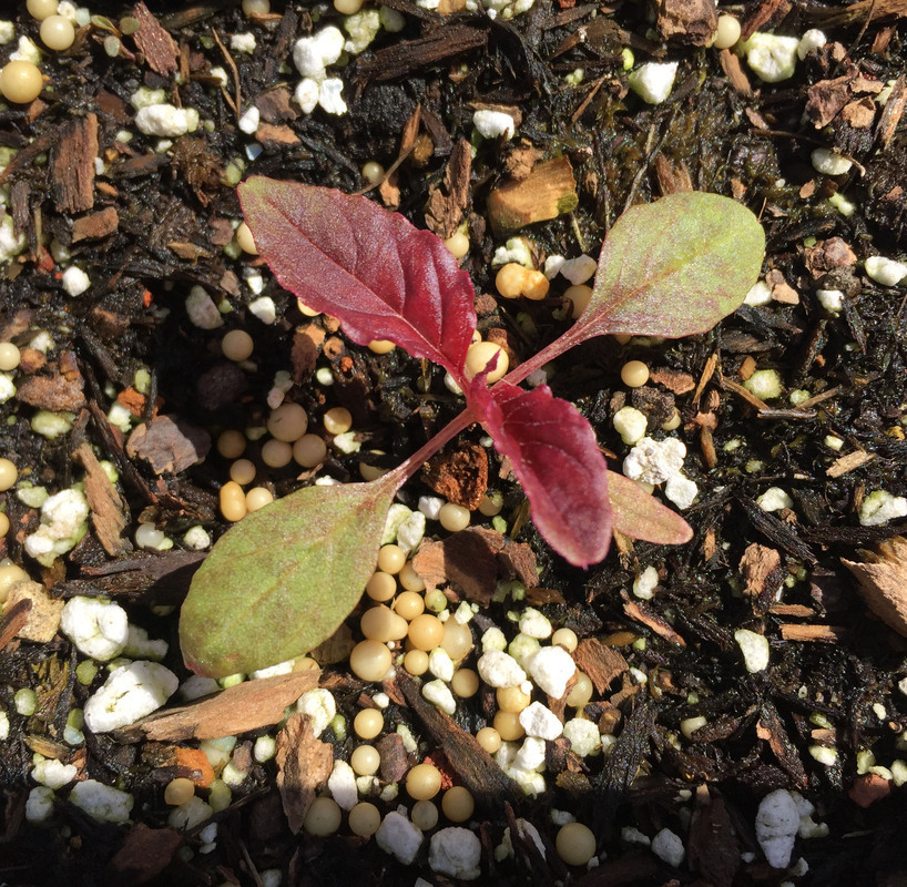 Image of love-lies-bleeding