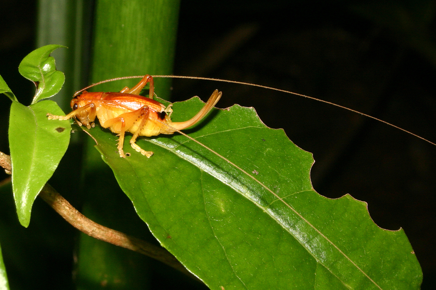 Image of raspy crickets