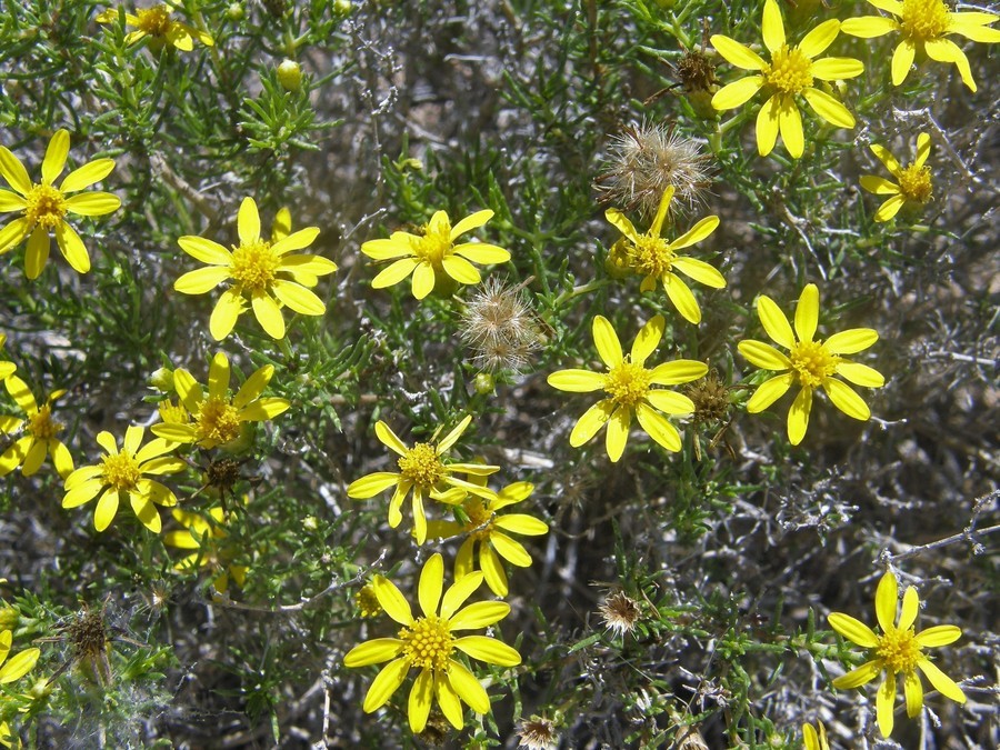 Image of pricklyleaf dogweed