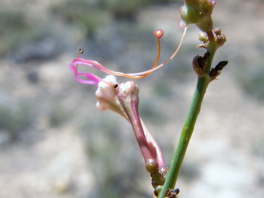 Imagem de Anulocaulis leiosolenus var. gypsogenus (Waterf.) R. Spellenberg & T. Wootten