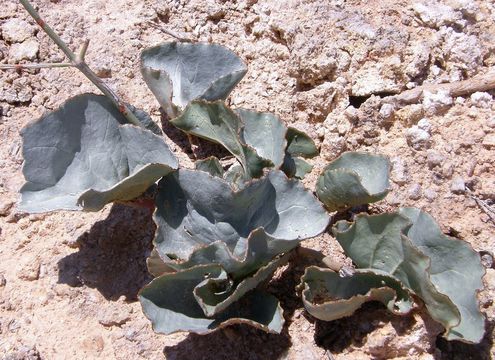 Image of gypsum ringstem