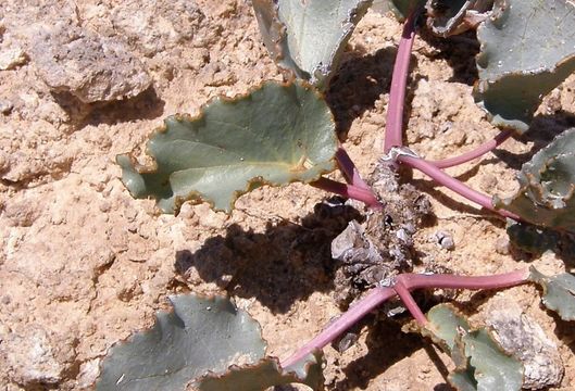 Imagem de Anulocaulis leiosolenus var. gypsogenus (Waterf.) R. Spellenberg & T. Wootten