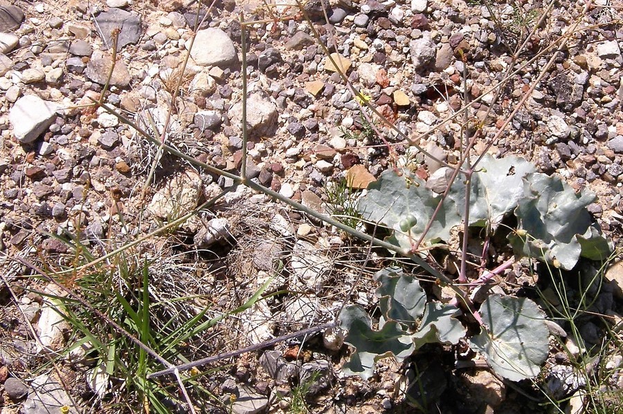 Image of gypsum ringstem