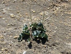 Image of gypsum ringstem