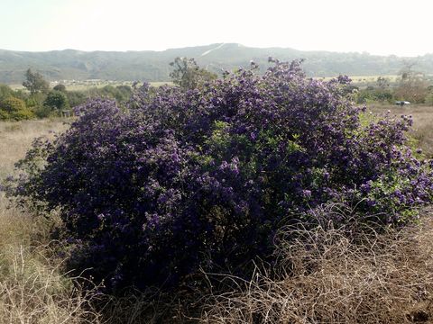 Image of Blue Potato Bush