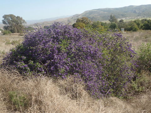 Image of Blue Potato Bush